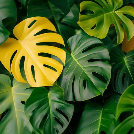 Obraz na płótnie canvas - Monstera