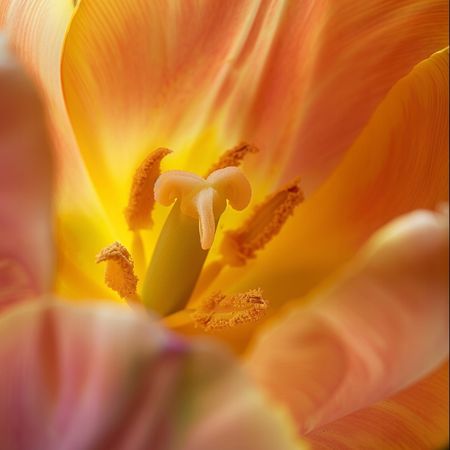 Obraz na płótnie canvas - Żółty tulipan