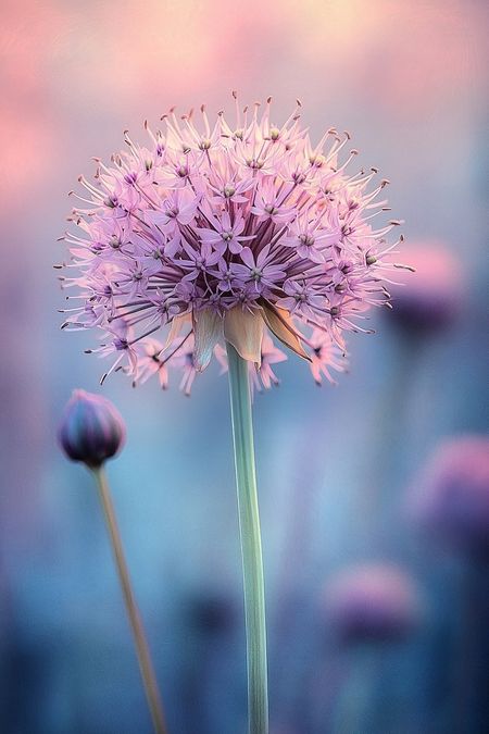 Obraz na płótnie canvas - Czosnek