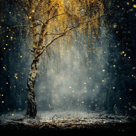 Obraz na płótnie canvas - Brzoza